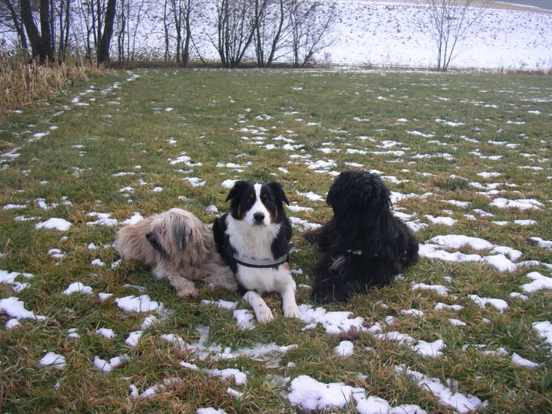 15.01.09Wiese