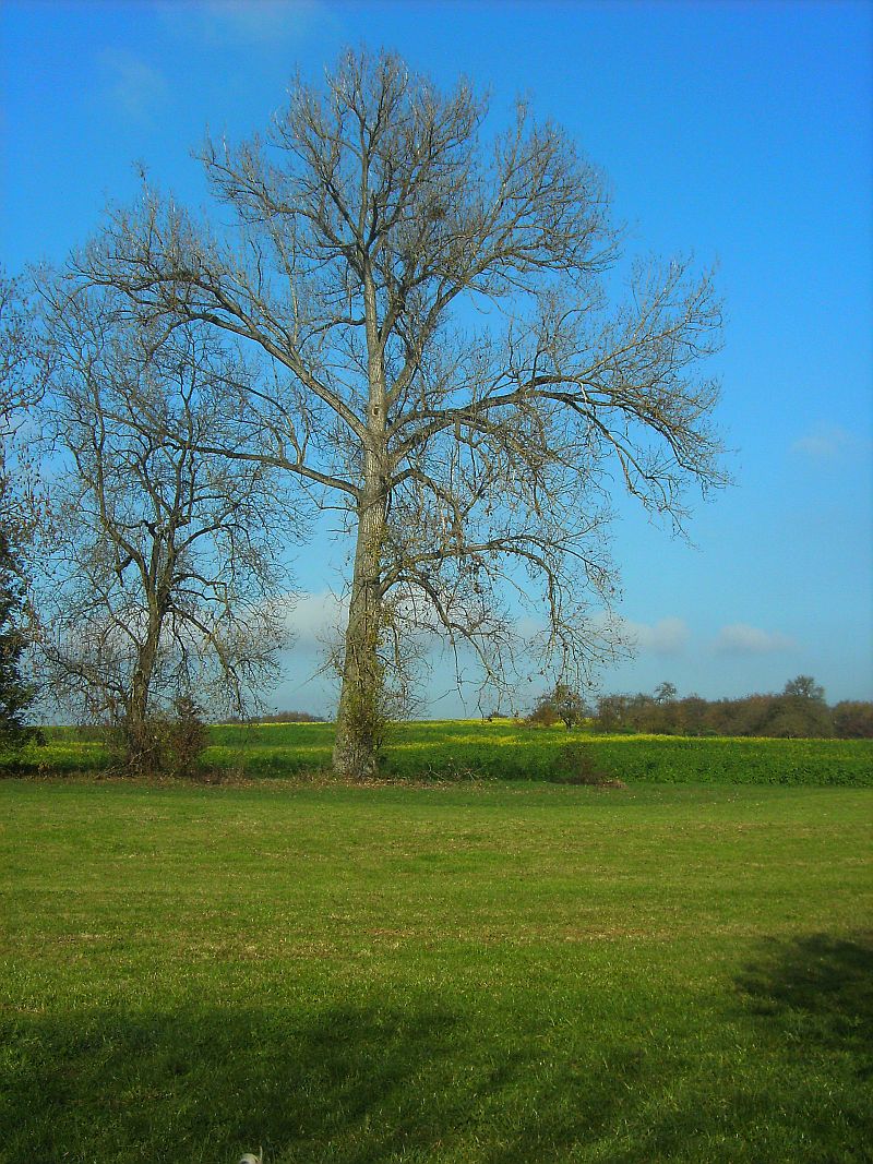 Baum