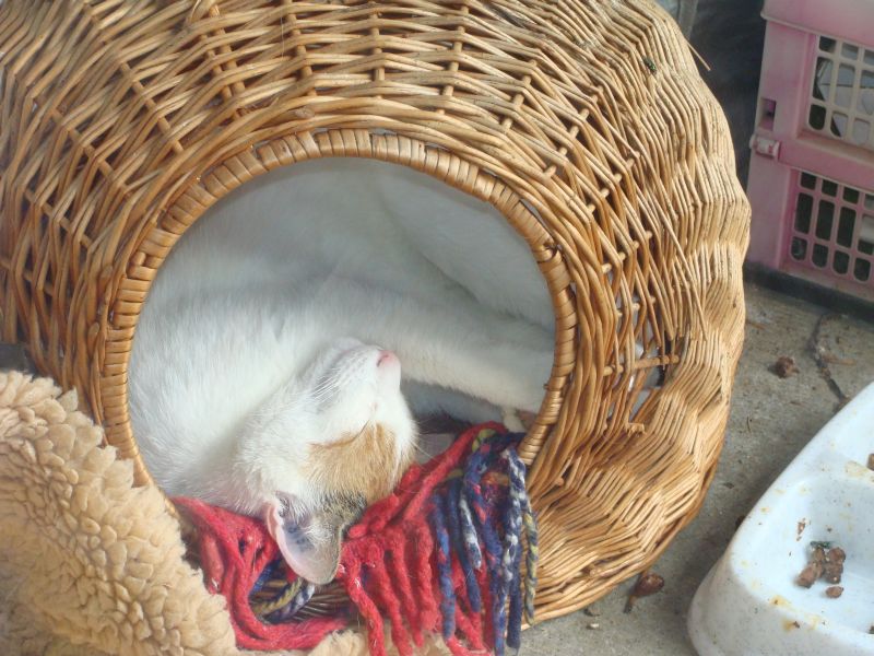 Katze1