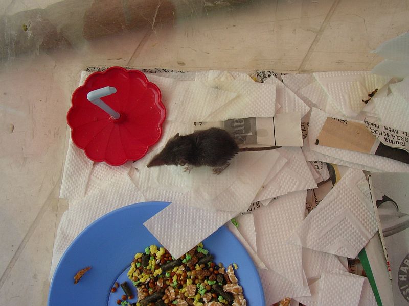 Maus1