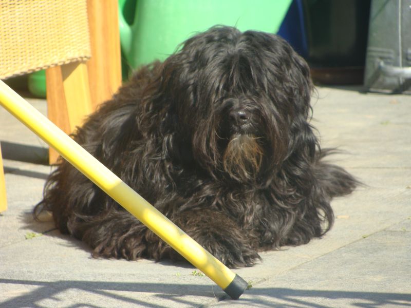 Merlin 06.04.09