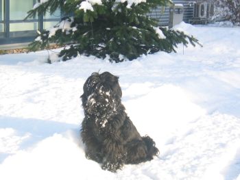 Weihn1a4  Advent 2010 013