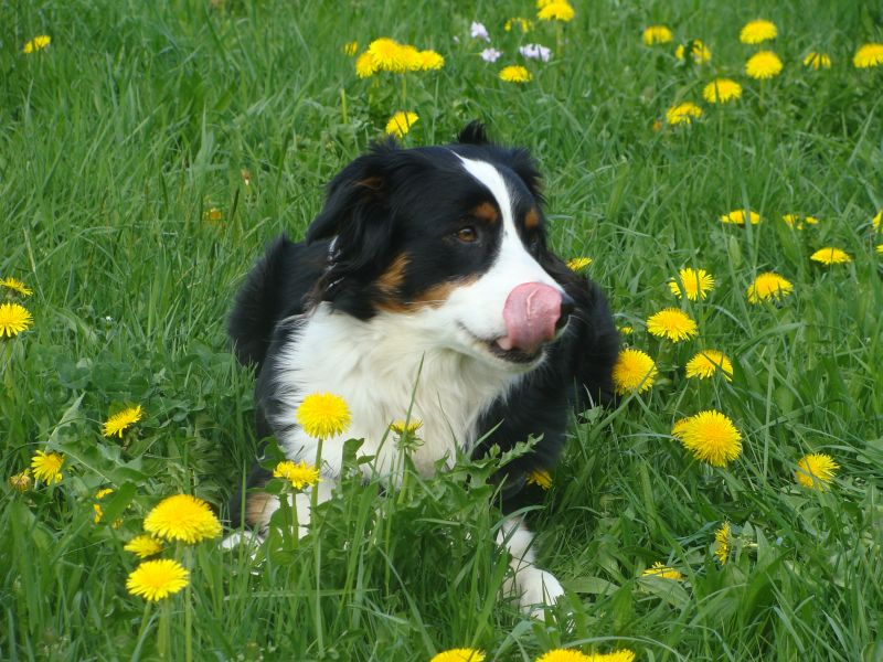 amy2