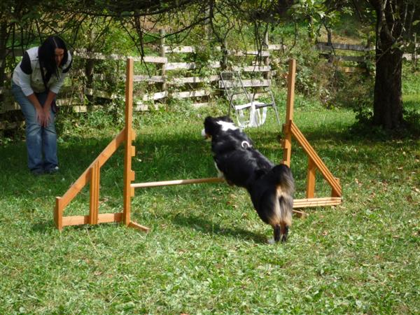 amy agility