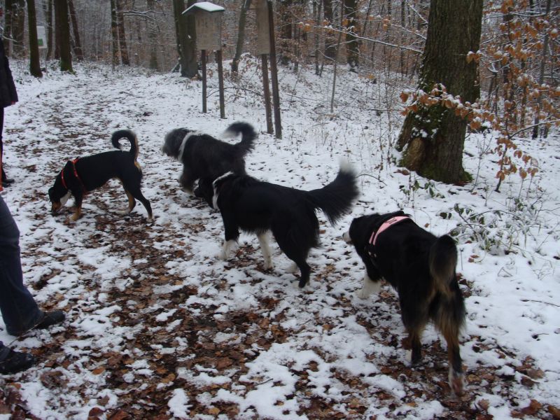 amy besuchhund1