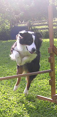 amy hundeschule