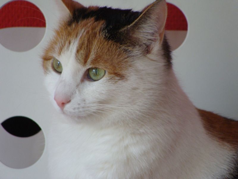 annabell1
