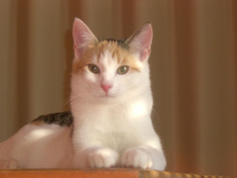 annabell die schne