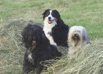 juli2010