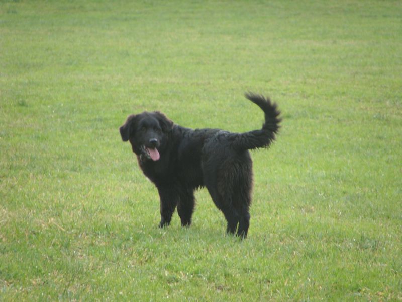 balu
