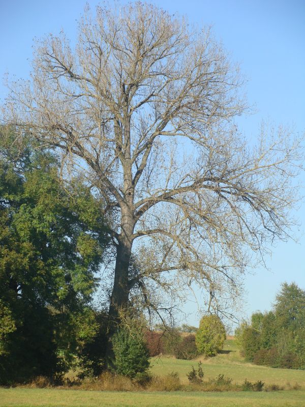 baum101