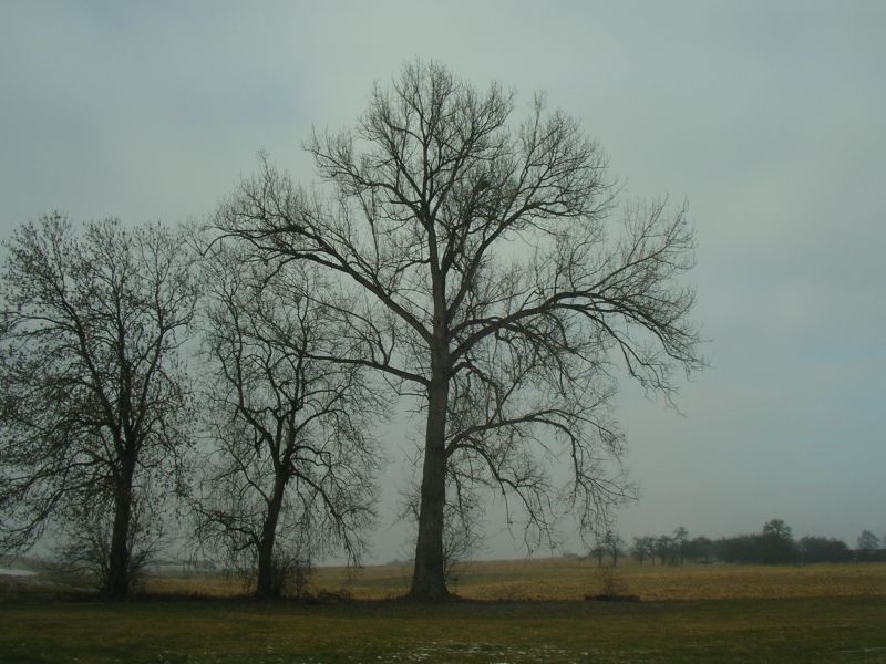 baum 15.01.09