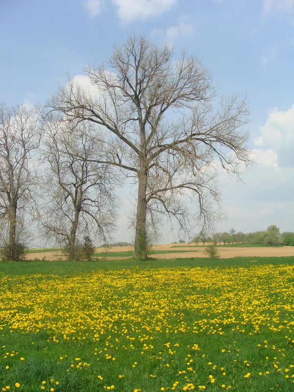 baum 2009