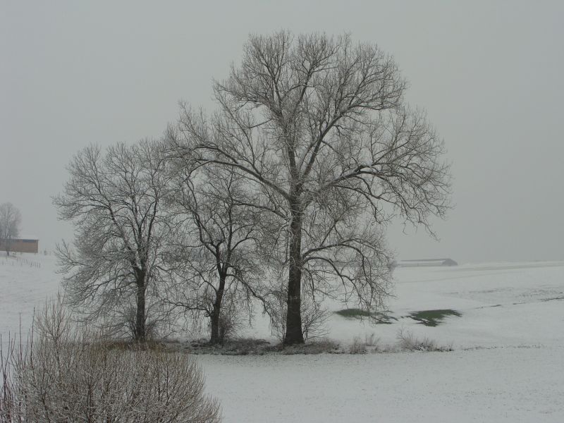 baum januar2010