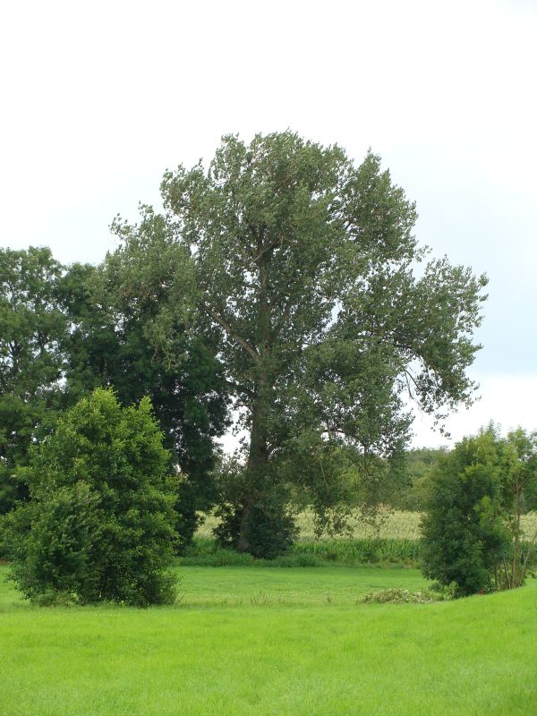 baum juli2009