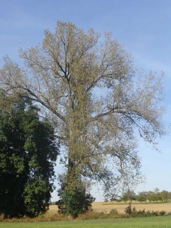 baum oktober09