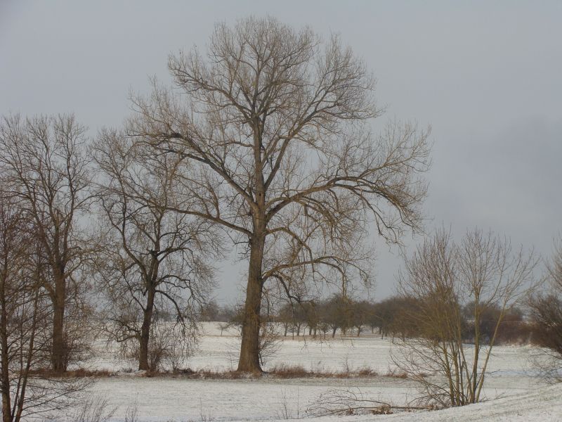 baumdez