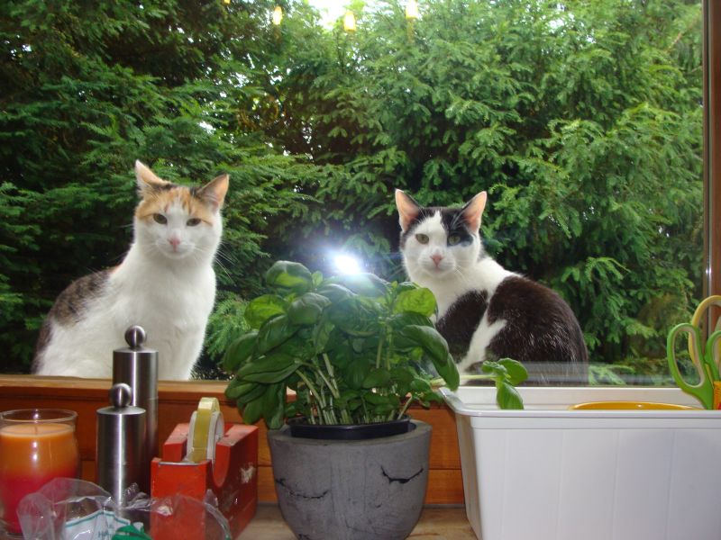 besuch am kchenfenster