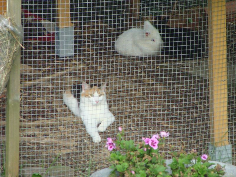 ein neuer hase