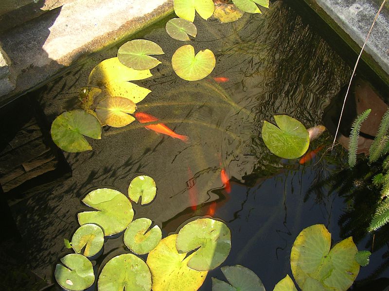 goldfische2