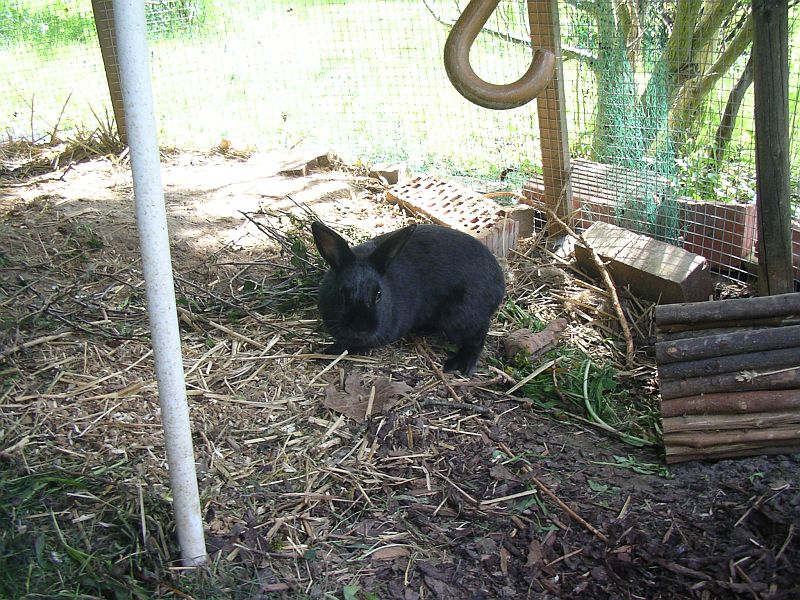 hase blacky