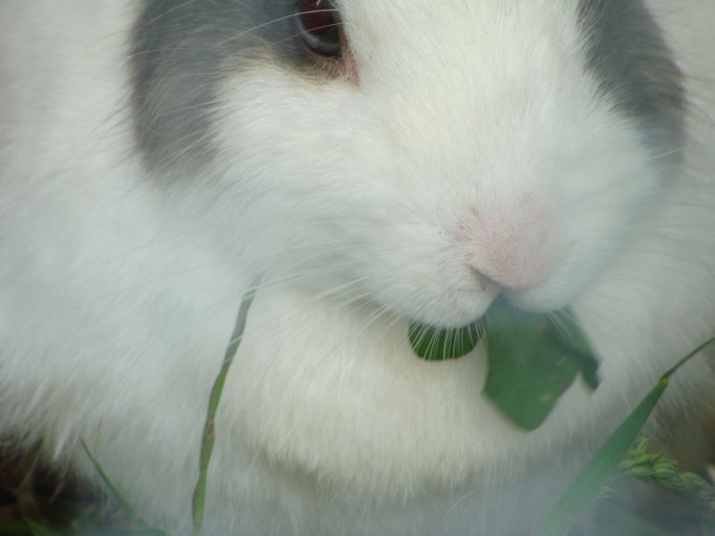 hase mai2009