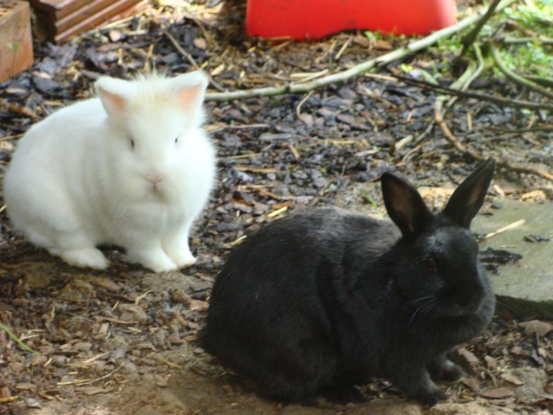 hasen1