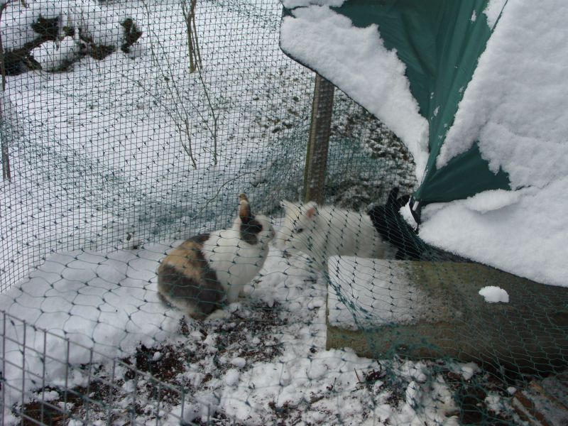 hasen im winter2009