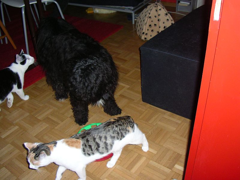 he das sind ja zwei katzen