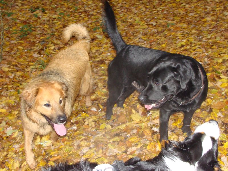herbst
