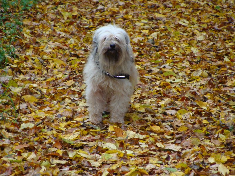 herbst3