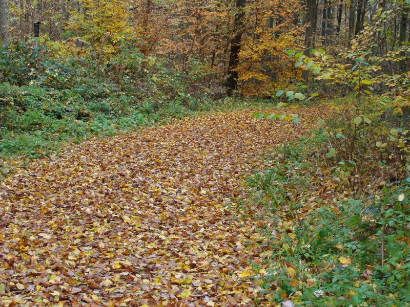 herbst5