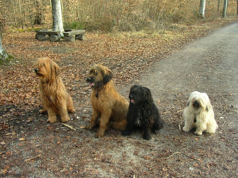 hundefreunde