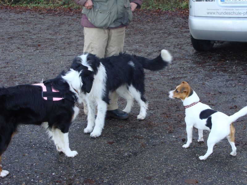 hundespaziergang hundespaziergang