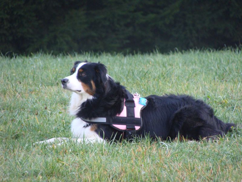 hundespaziergang2