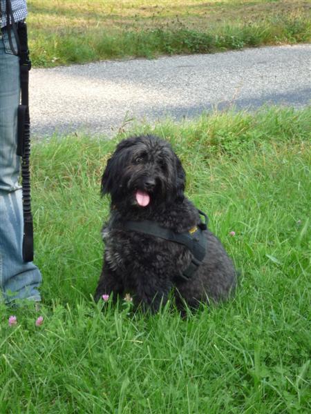 hundetreff4