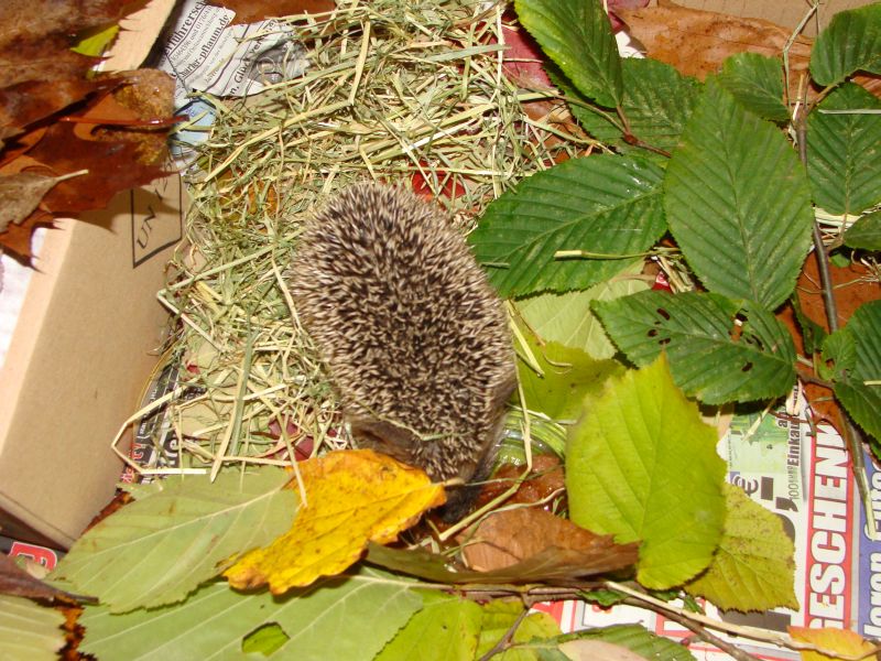igel