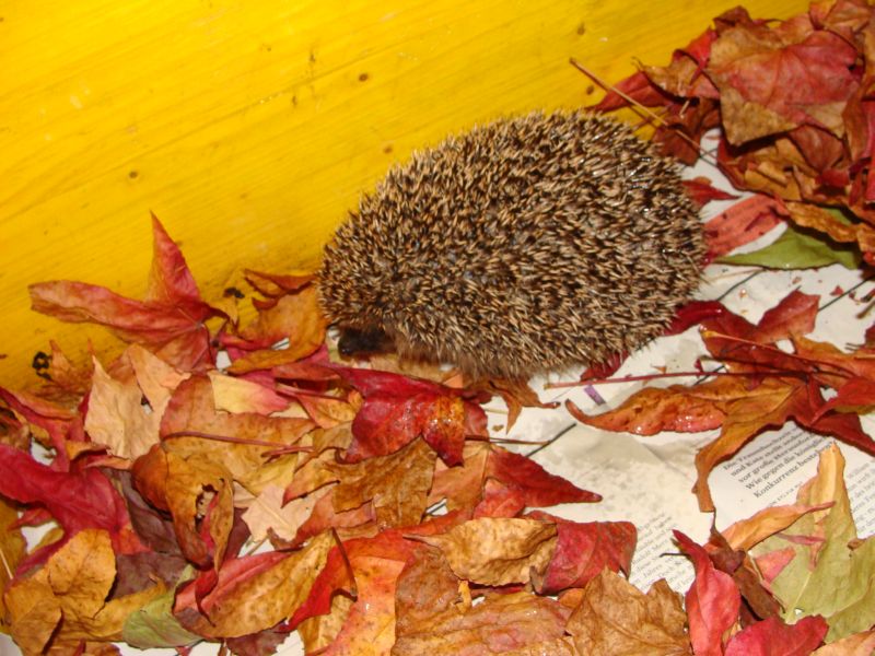 igel11