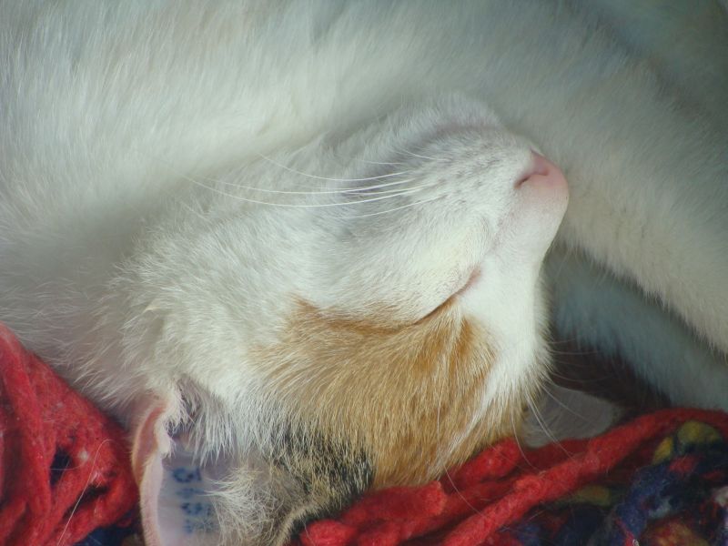 katze2