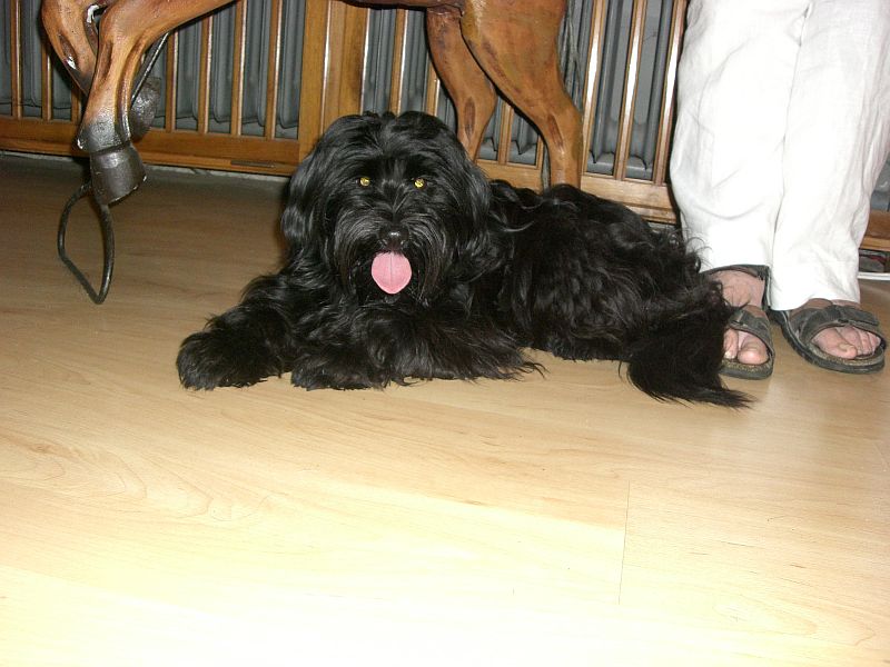 maxi2