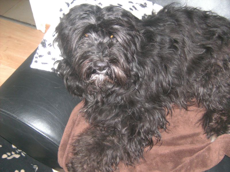 merlin