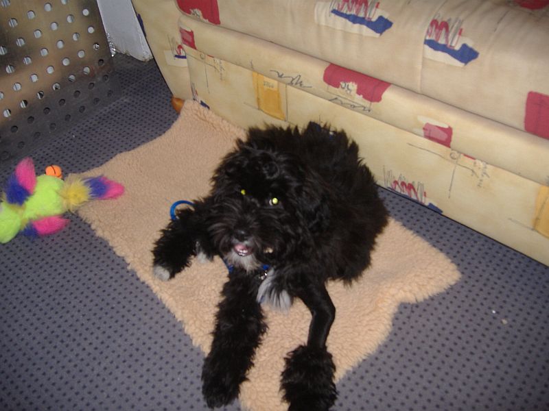 merlin Bein
