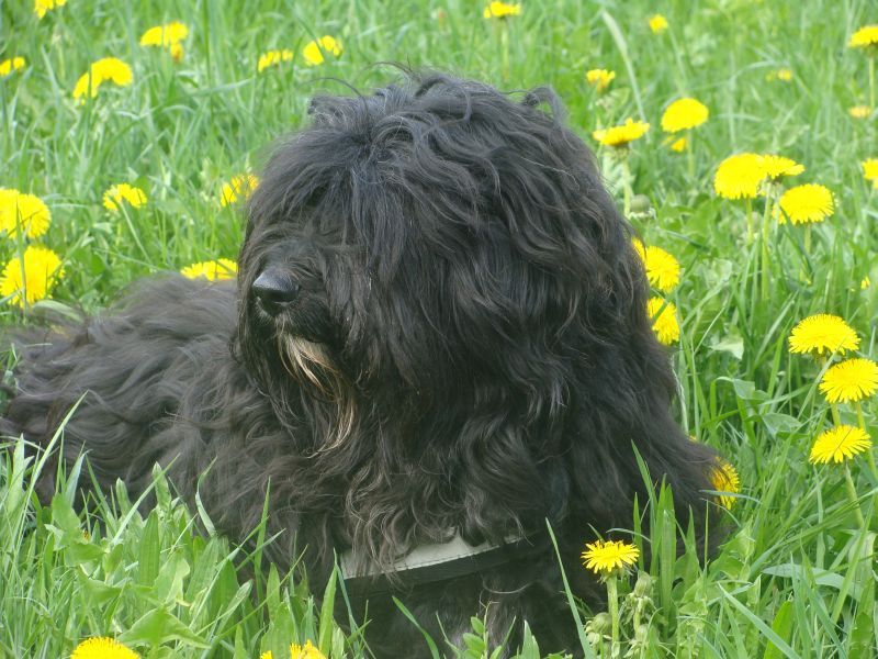 merlin auf der wiese1
