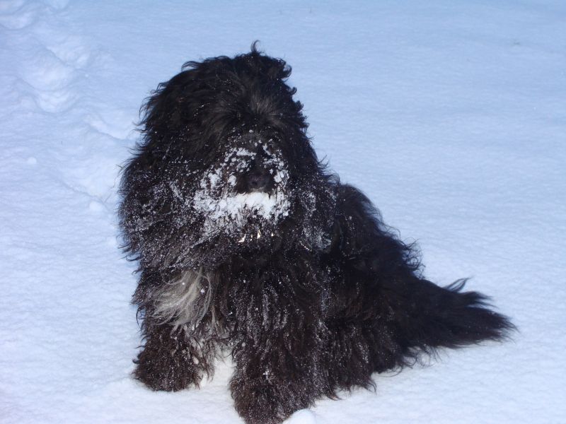 merlin im schnee merlin im schnee