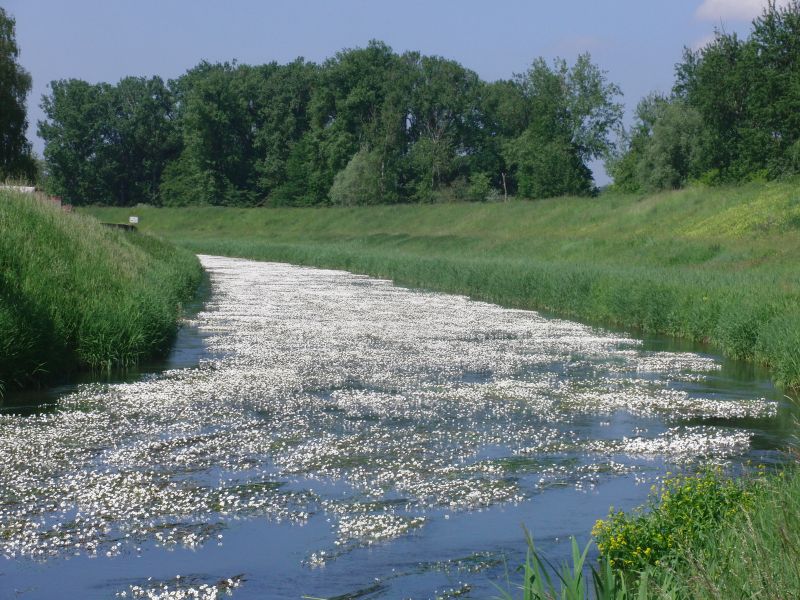 rhein5