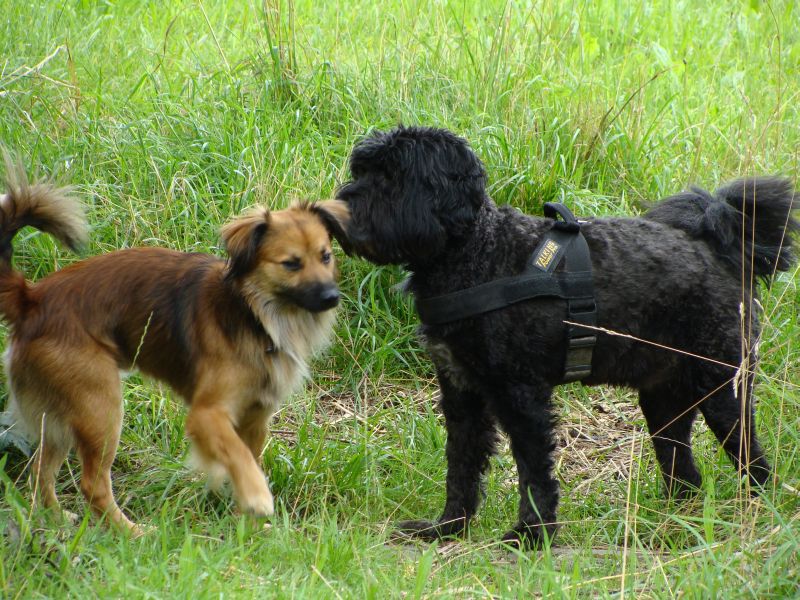 rocko + merlin