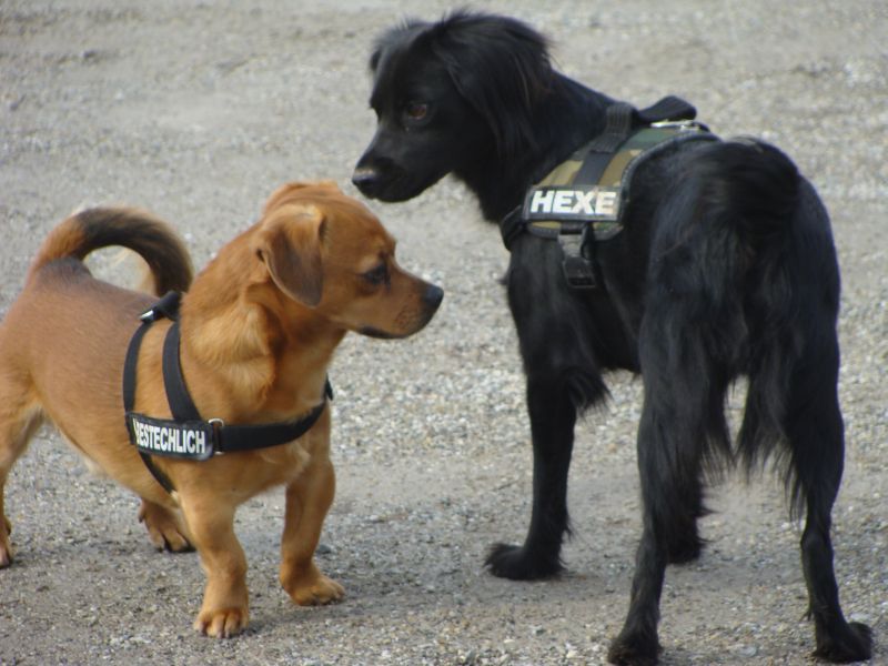 samy und niki