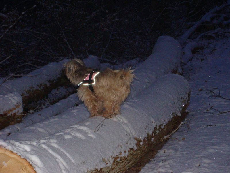 schnee1 schnee1