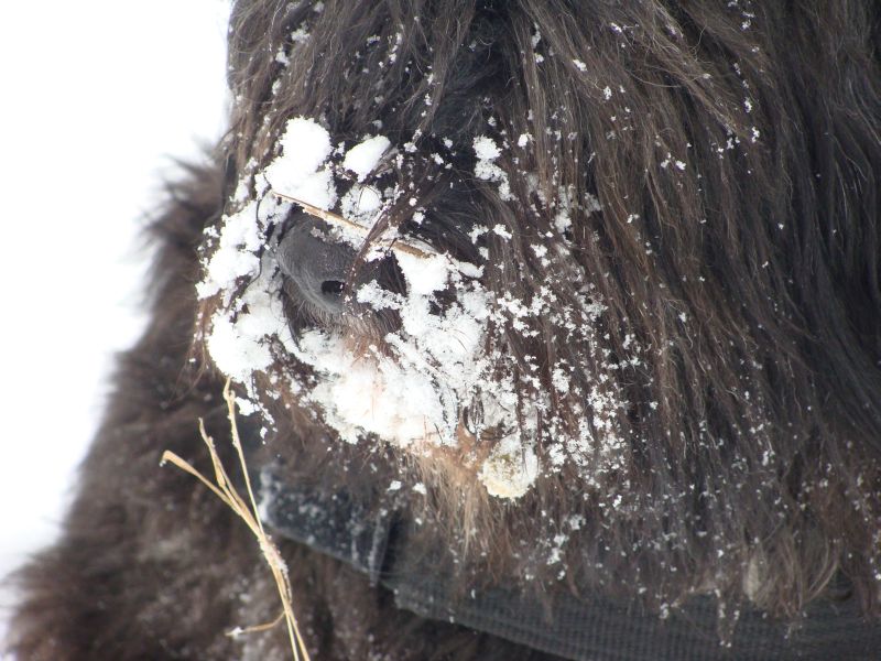 schnee12