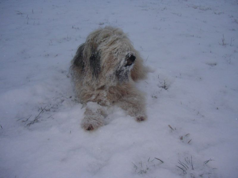schneehase schneehase
